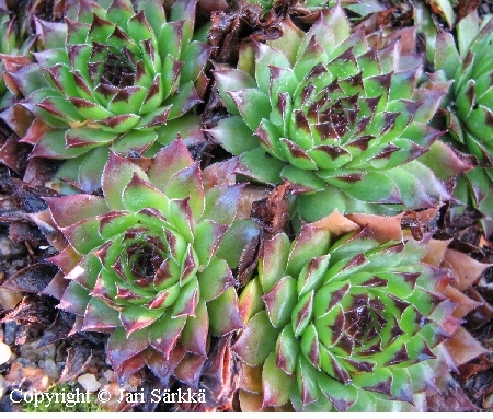 Sempervivum tectorum 'Mettenianum'
